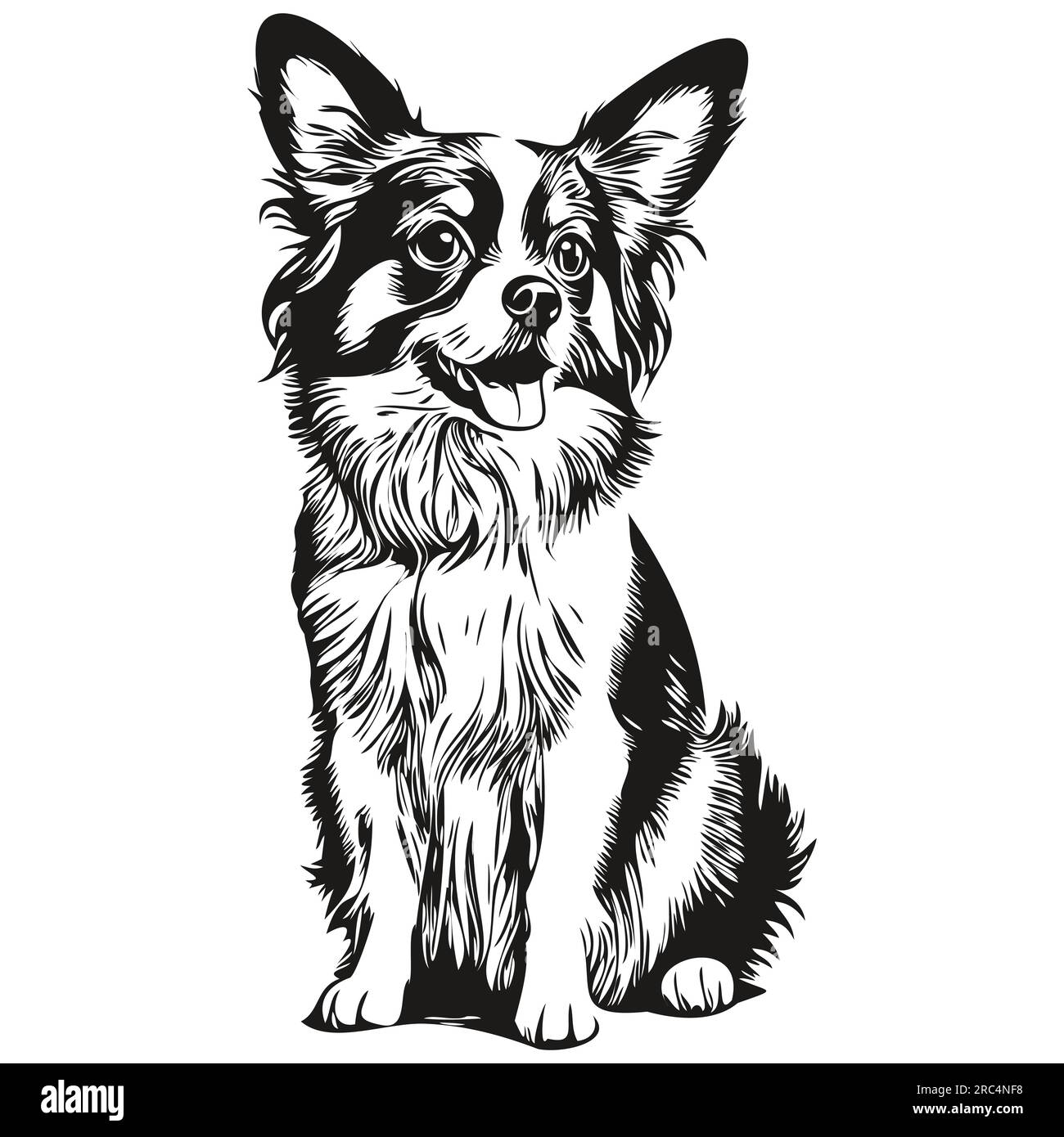 Papillon dog dog realistic pencil drawing in vector, line art