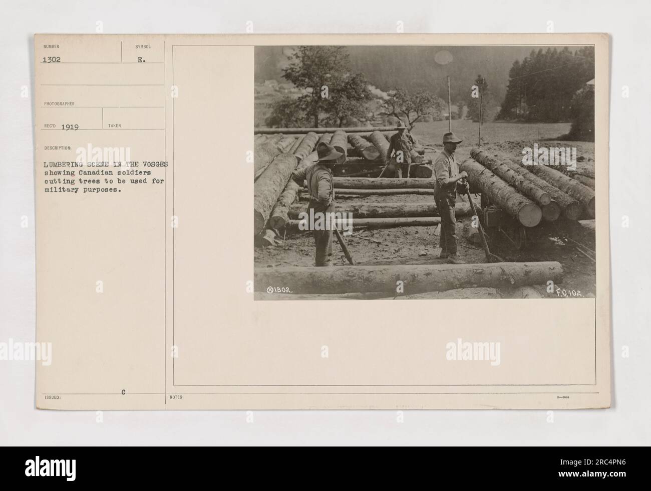 Canadian engineers are seen cutting trees in the Vosges Mountains during World War One. The trees will be used in military operations and construction purposes. This photograph, titled 111-SC-1302, was taken in 1919 by photographer E. Lumbers. The scene depicts the lumbering activities of Canadian soldiers. Stock Photo