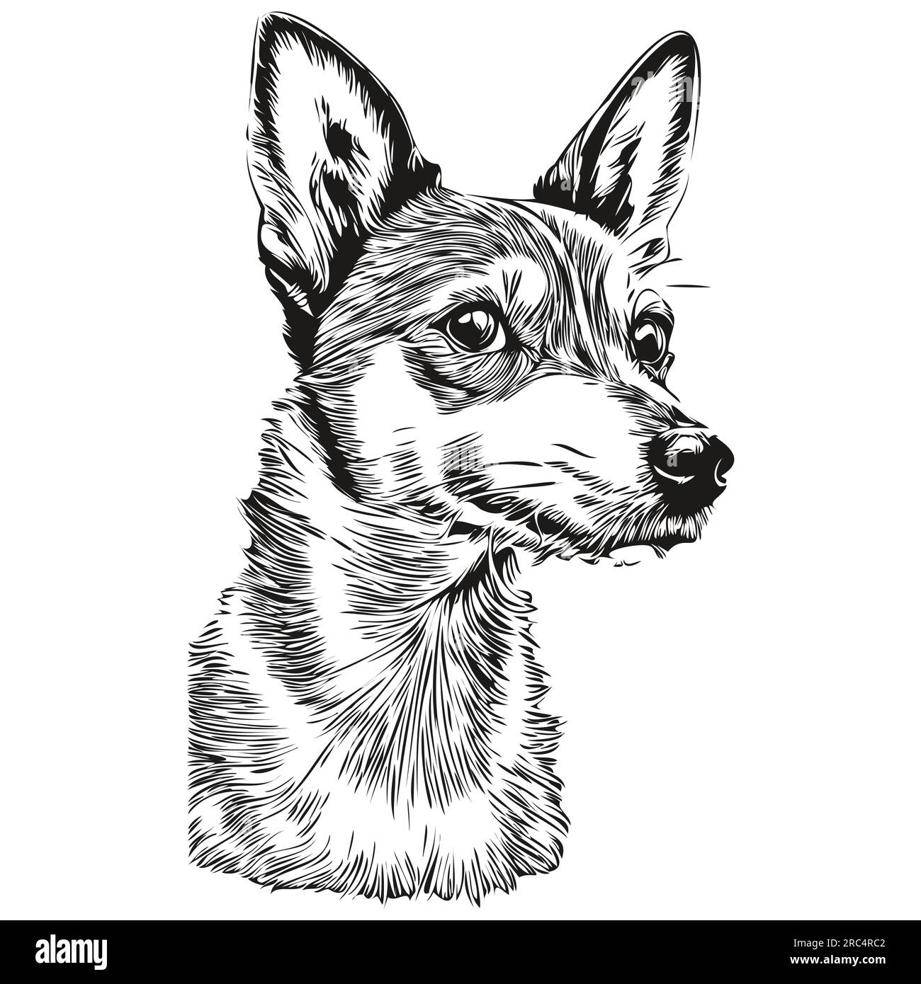Rat Terrier dog realistic pet illustration, hand drawing face black and ...