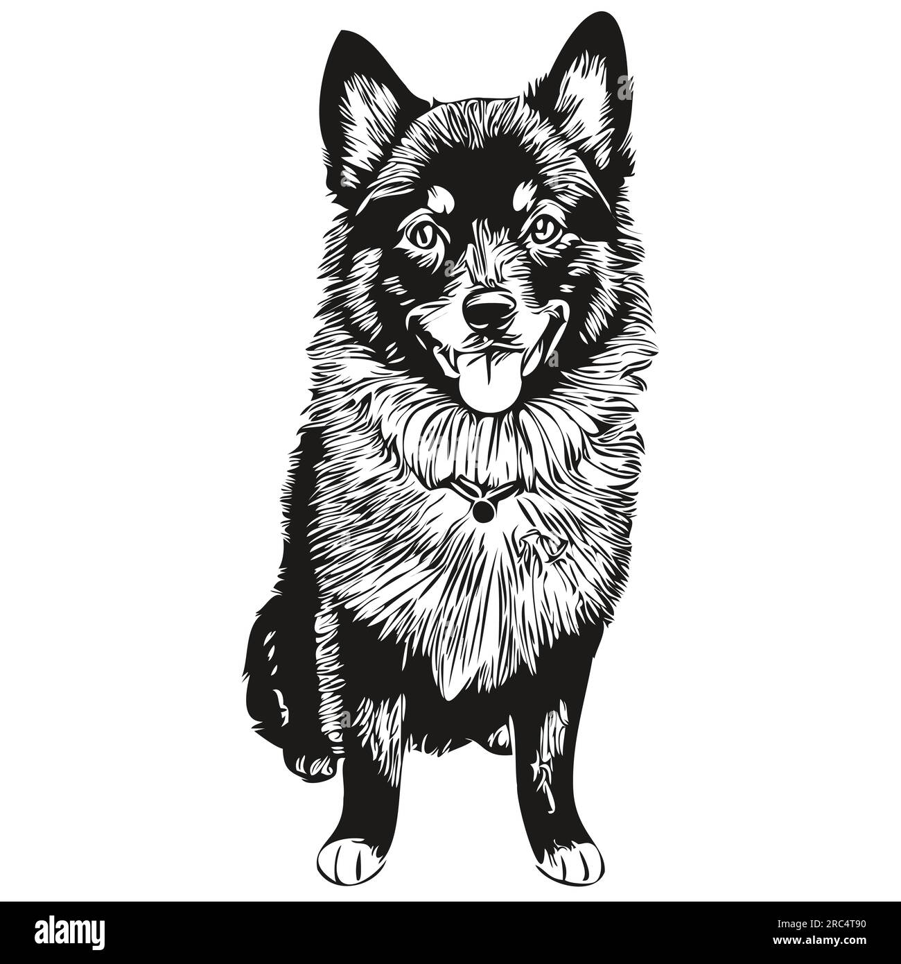 Schipperke dog face vector portrait, funny outline pet illustration white background Stock