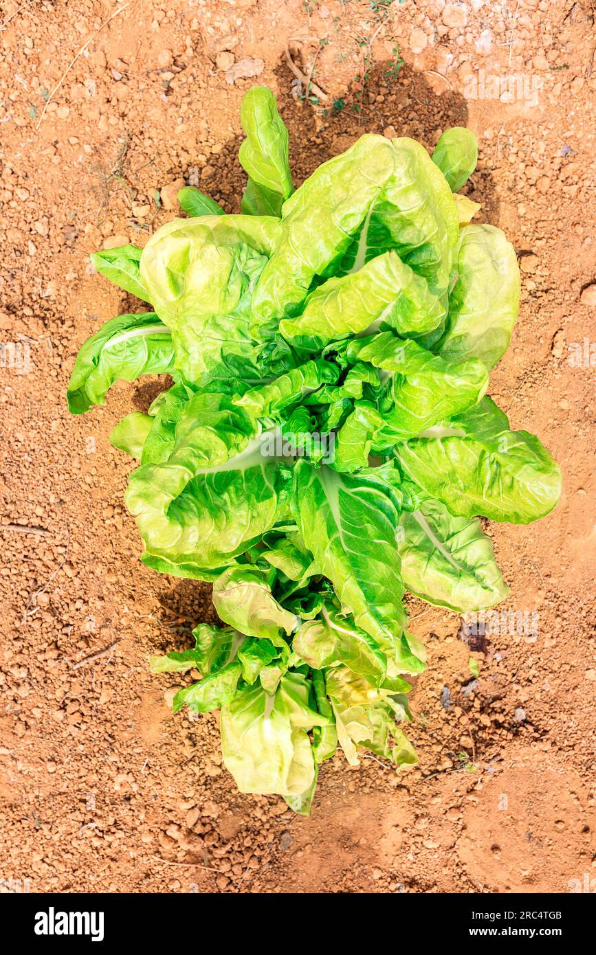 Sunny leaf lettuce hi-res stock photography and images - Alamy