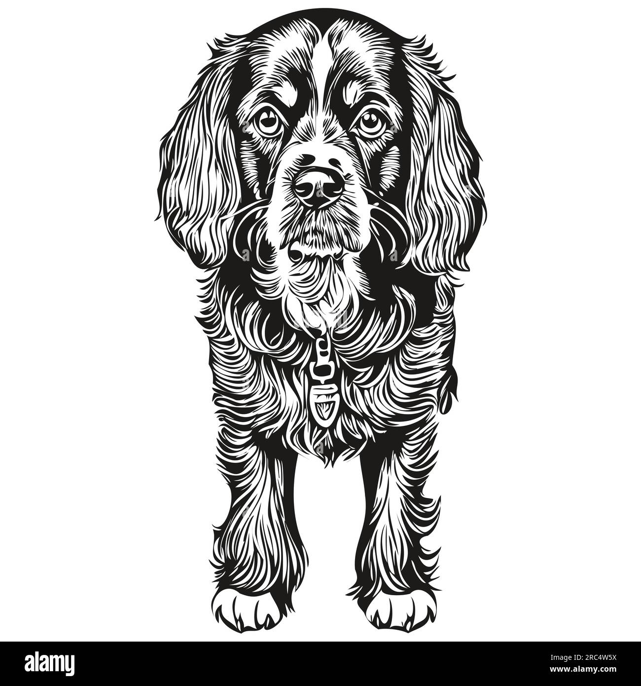 Spaniel Boykin dog face vector portrait, funny outline pet illustration white background