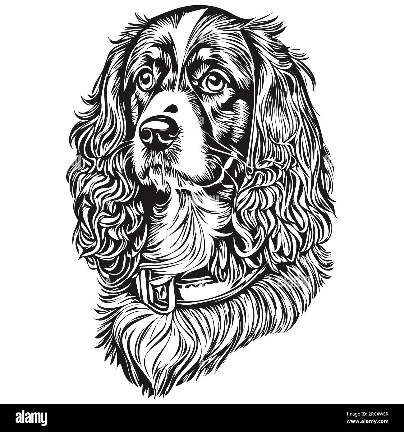 Spaniel Boykin dog isolated drawing on white background, head pet line ...