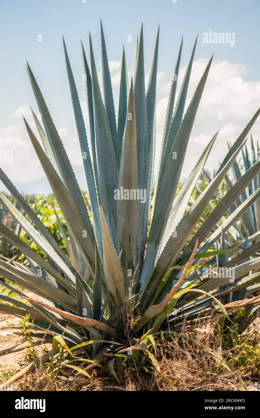 Front view of green agave leaves with thorns growing in Mexican field in  sunny summer day Stock Photo - Alamy