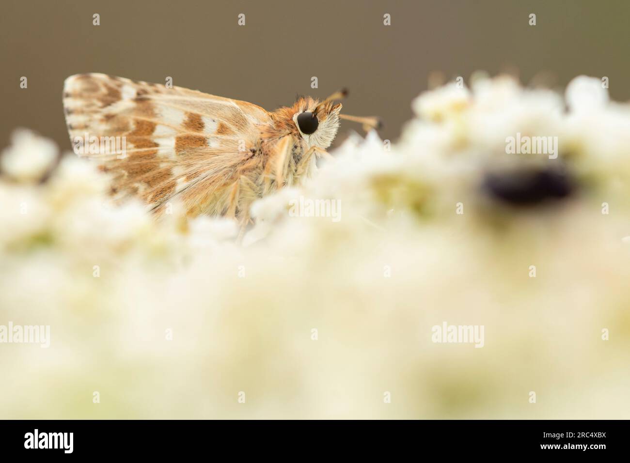 Closeup of small brown mallow skipper butterfly specie sitting on gentle whit flowers on sunny day in nature Stock Photo