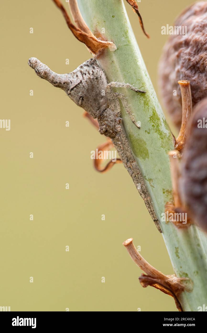 Close up arachnura higginsi insect sitting on stem of green plant Stock ...