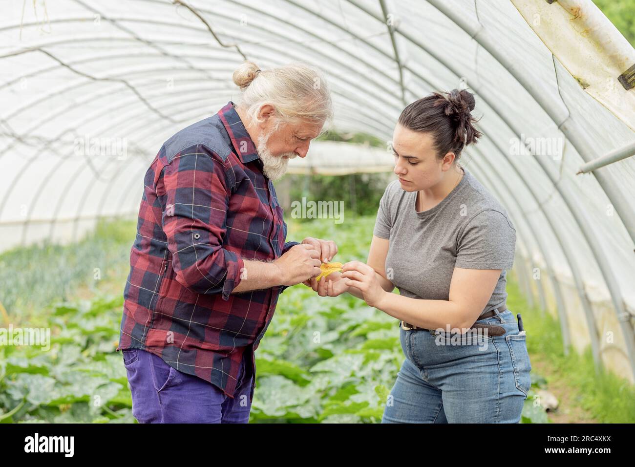 Side view of aged male with beard and young female with bun looking down while holding zucchini fruit in greenhouse during daytime Stock Photo