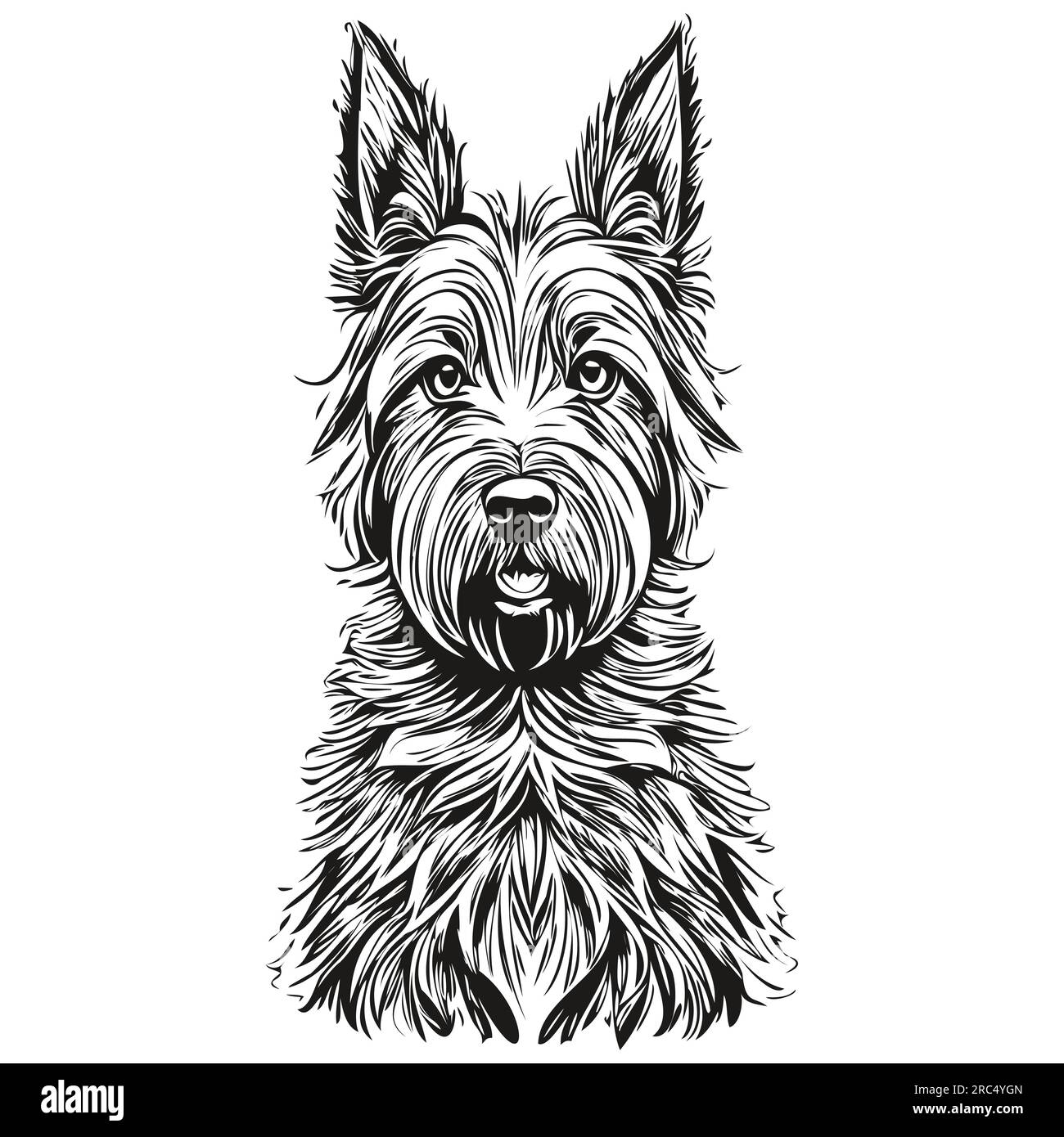 Scottish Terrier dog pet sketch illustration, black and white engraving vector realistic breed pet Stock Vector