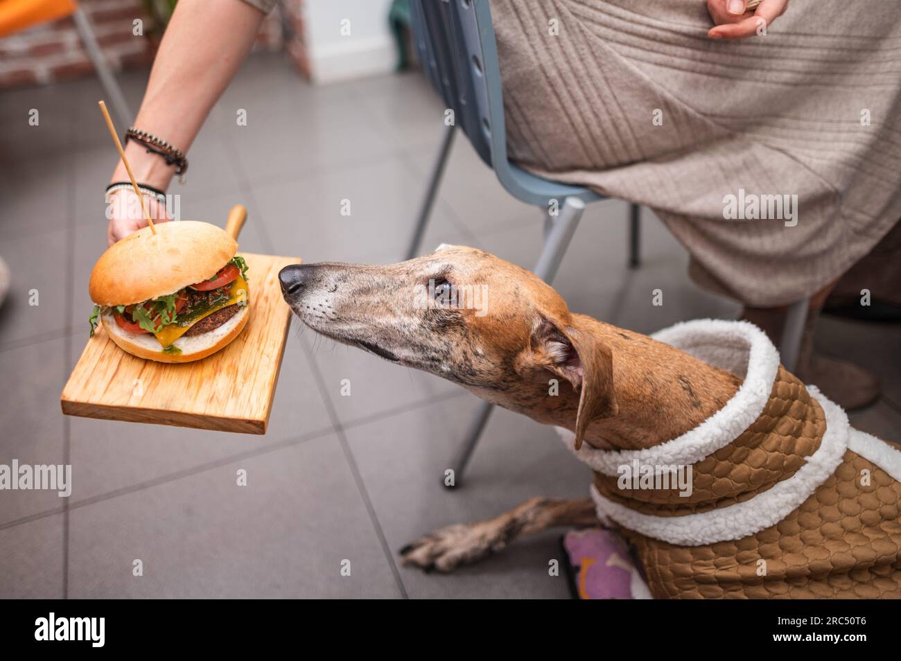 Crop anonymous female in casual clothes sitting indoors while feeding tasty hamburger to cute dog in cozy cloth in bright room Stock Photo