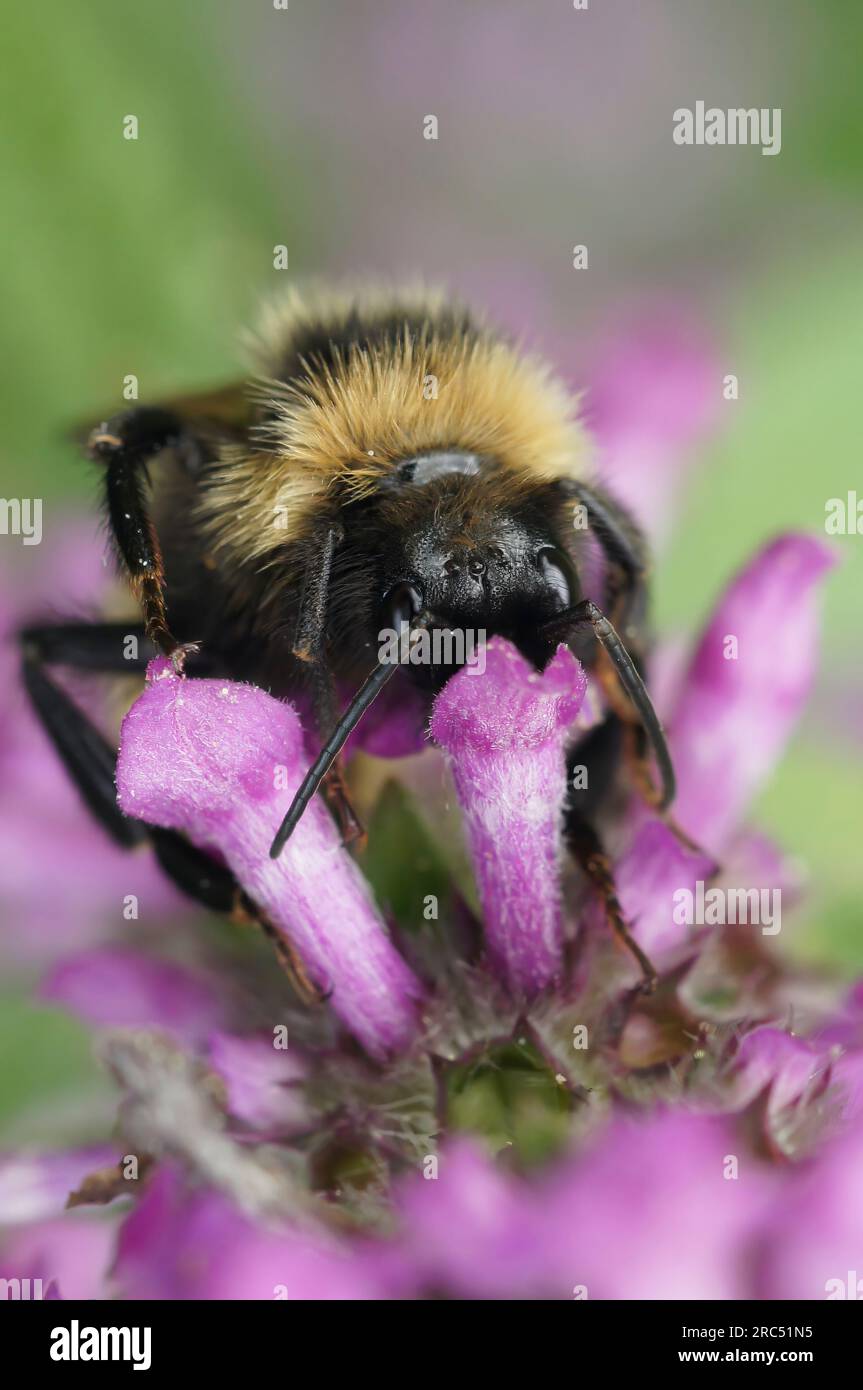 Natural colorful closeup on a fluffy male Field cuckoo-bee, Bombus campestris a bumblebee parasite , on a purple flower Stock Photo