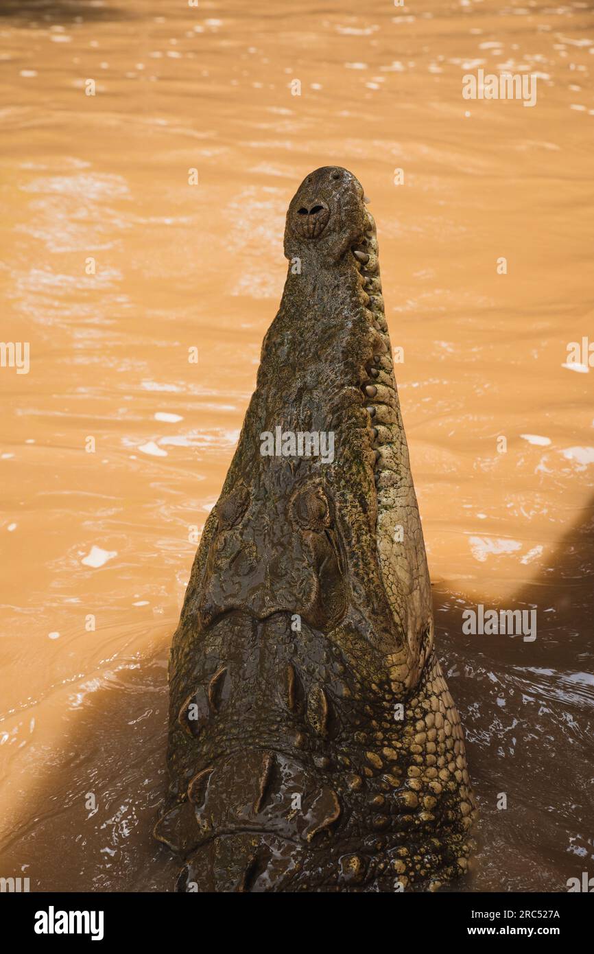 High angle of head of a crocodile dangerous crocodile lying on shallow