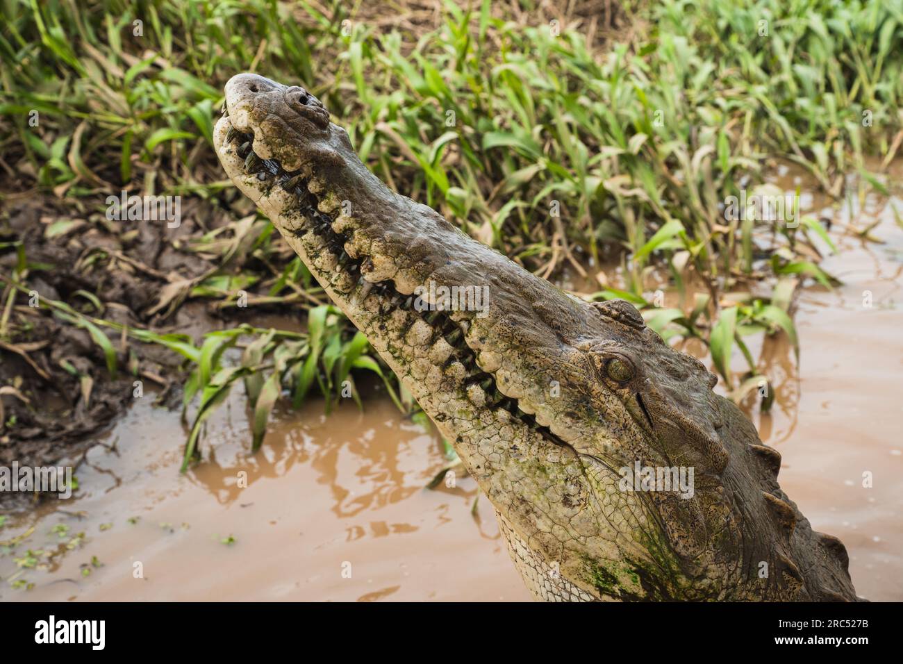 High angle of side view head of a crocodile dangerous crocodile lying