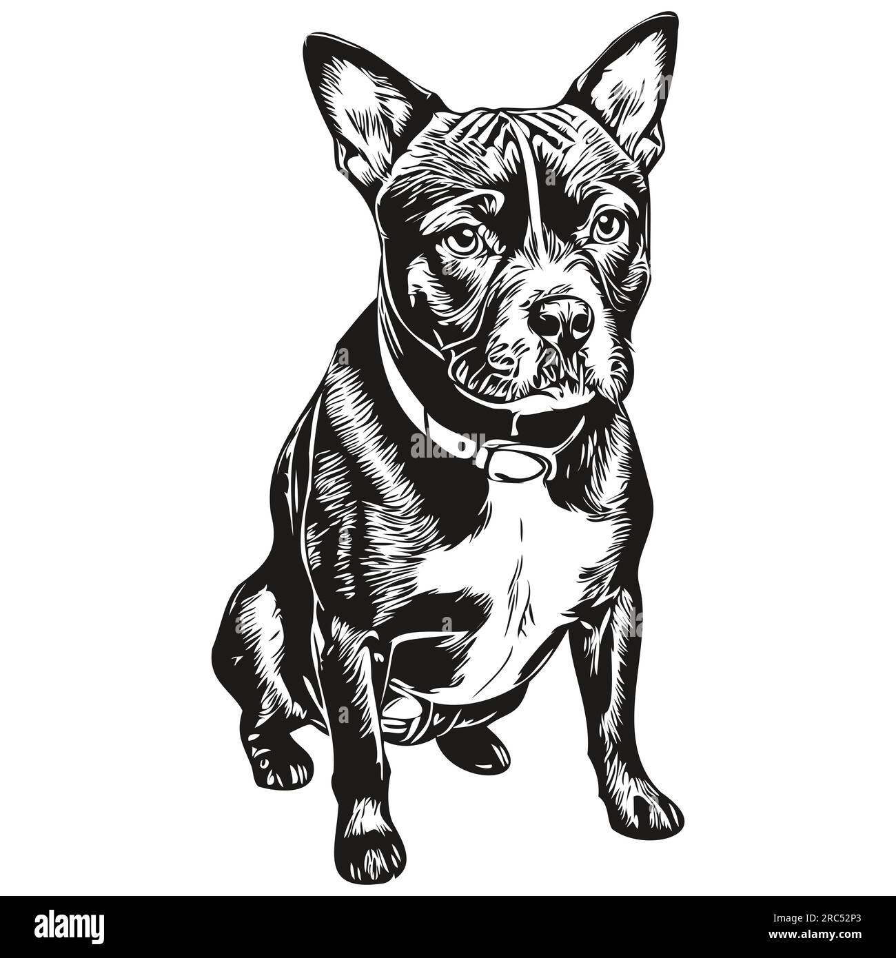Staffordshire bull terrier drawing sales