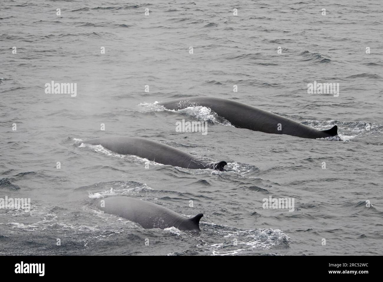 Three fin whales / finback whale pod / common rorquals (Balaenoptera physalus) surfacing in the Arctic ocean in summer, Svalbard / Spitsbergen Stock Photo