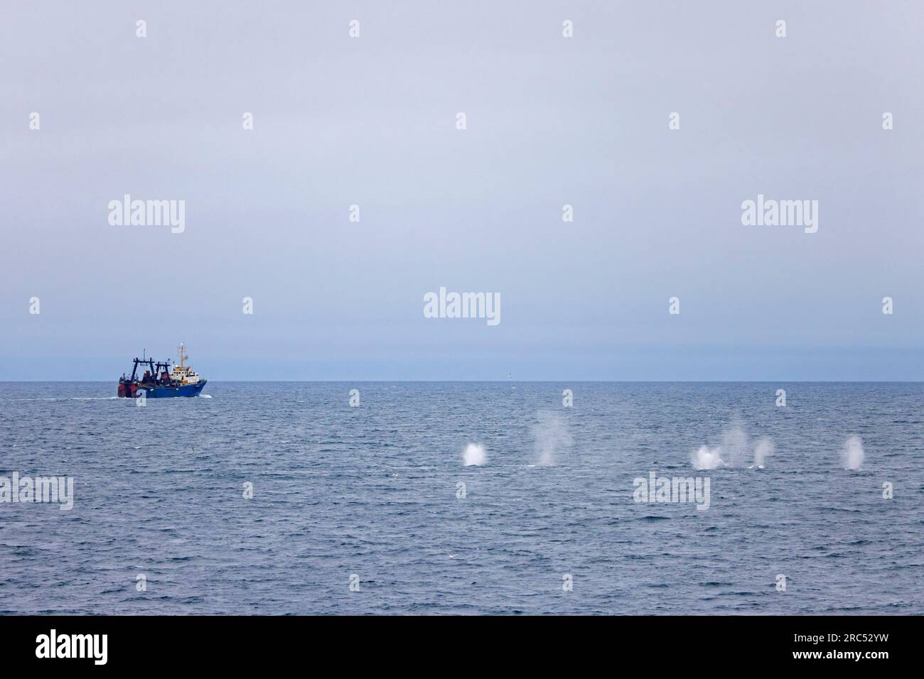 Fin whales / finback whale pod / common rorquals (Balaenoptera physalus) group surfacing and blowing in front of fishing boat, Svalbard / Spitsbergen Stock Photo