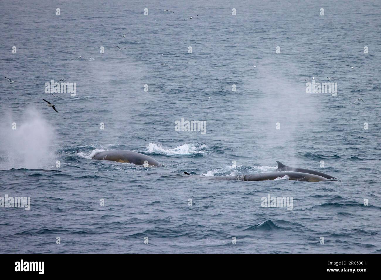 Fin whales / finback whale pod / common rorquals (Balaenoptera physalus) group surfacing and blowing / spouting in summer, Svalbard / Spitsbergen Stock Photo