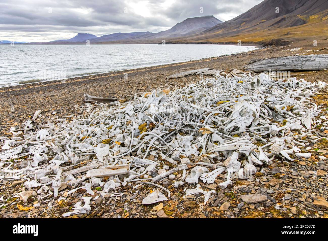 Beluga whale bones at the Bamsebu whaling station along Ingebrigtsenbukta bay shore near Kapp Toscana, Bellsund, Svalbard / Spitsbergen, Norway Stock Photo
