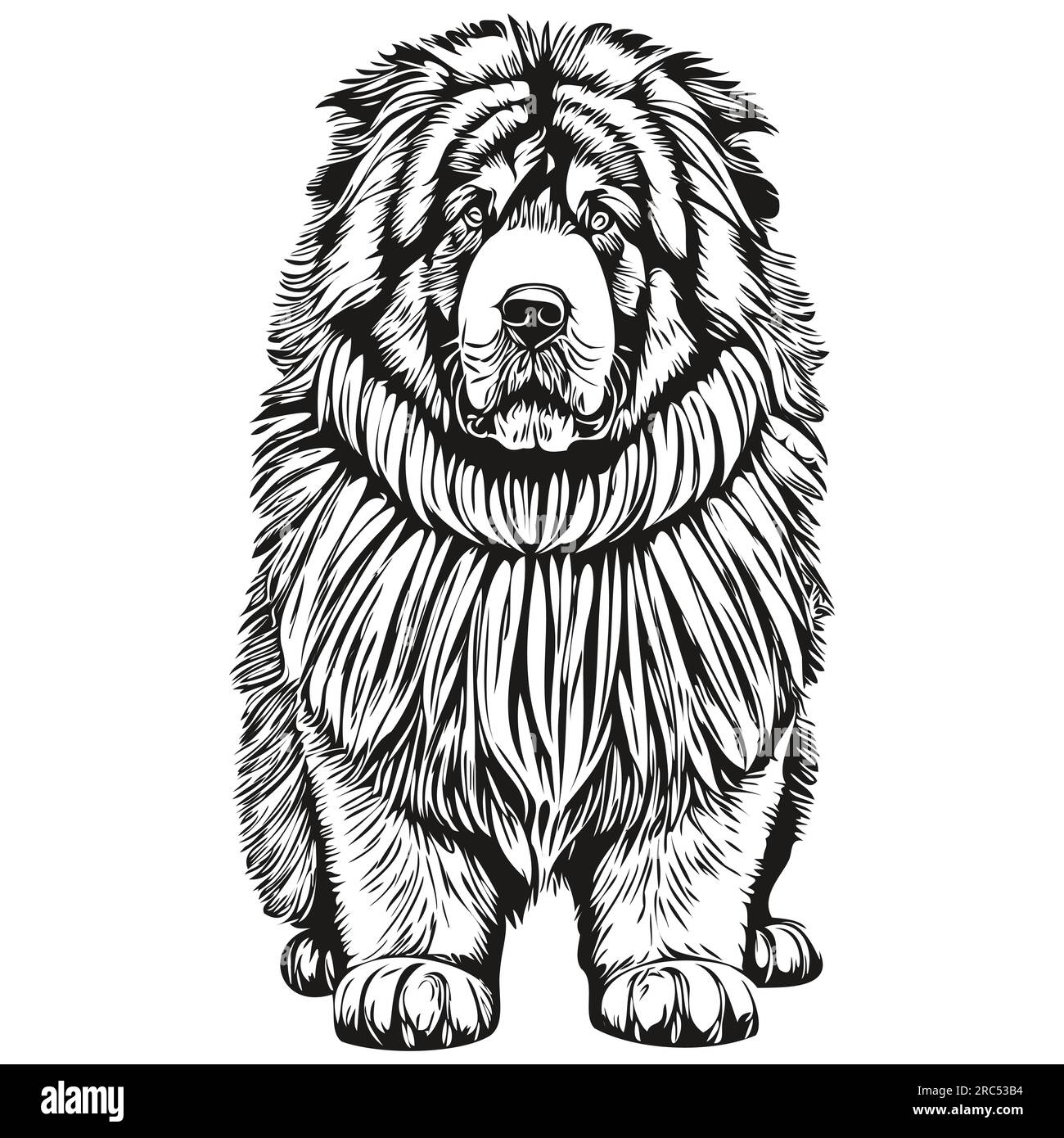 Tibetan mastiff vector vectors hi-res stock photography and images - Alamy