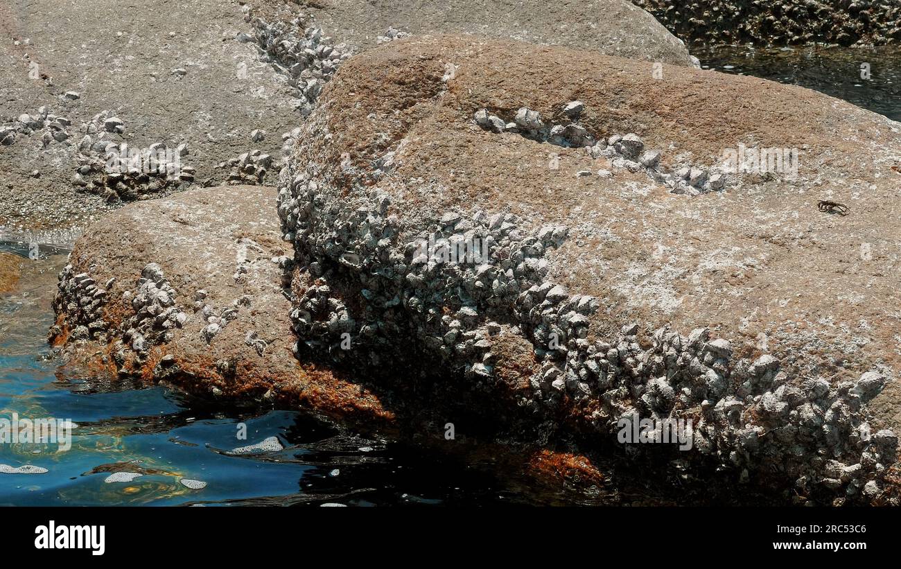 Group of barnacles and limpets on textured rock at low tide. Old stone wall covered with barnacles. Detail of attached marine life on ocean shore Stock Photo