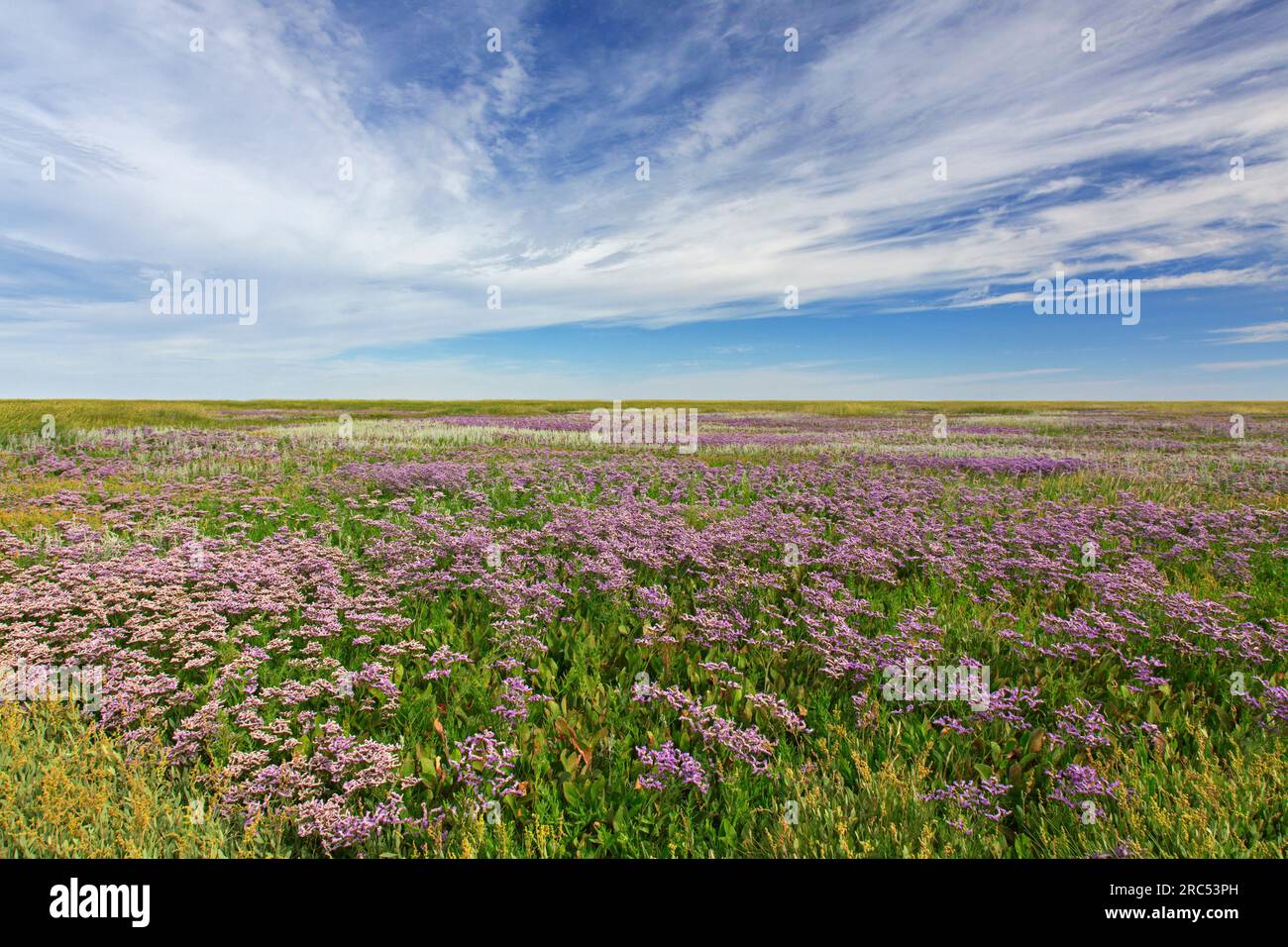 Common sea-lavender (Limonium vulgare) halophyte flowering in salt marsh / saltmarsh in summer, Wadden Sea National park, Schleswig-Holstein, Germany Stock Photo
