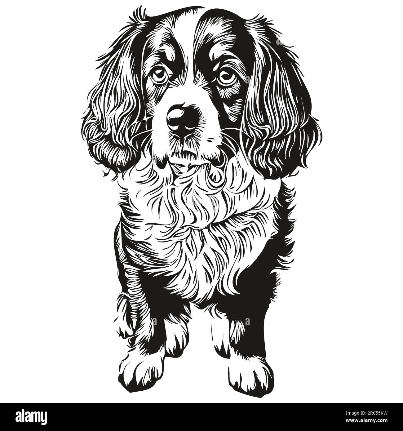 Spaniel Boykin dog pet sketch illustration, black and white engraving