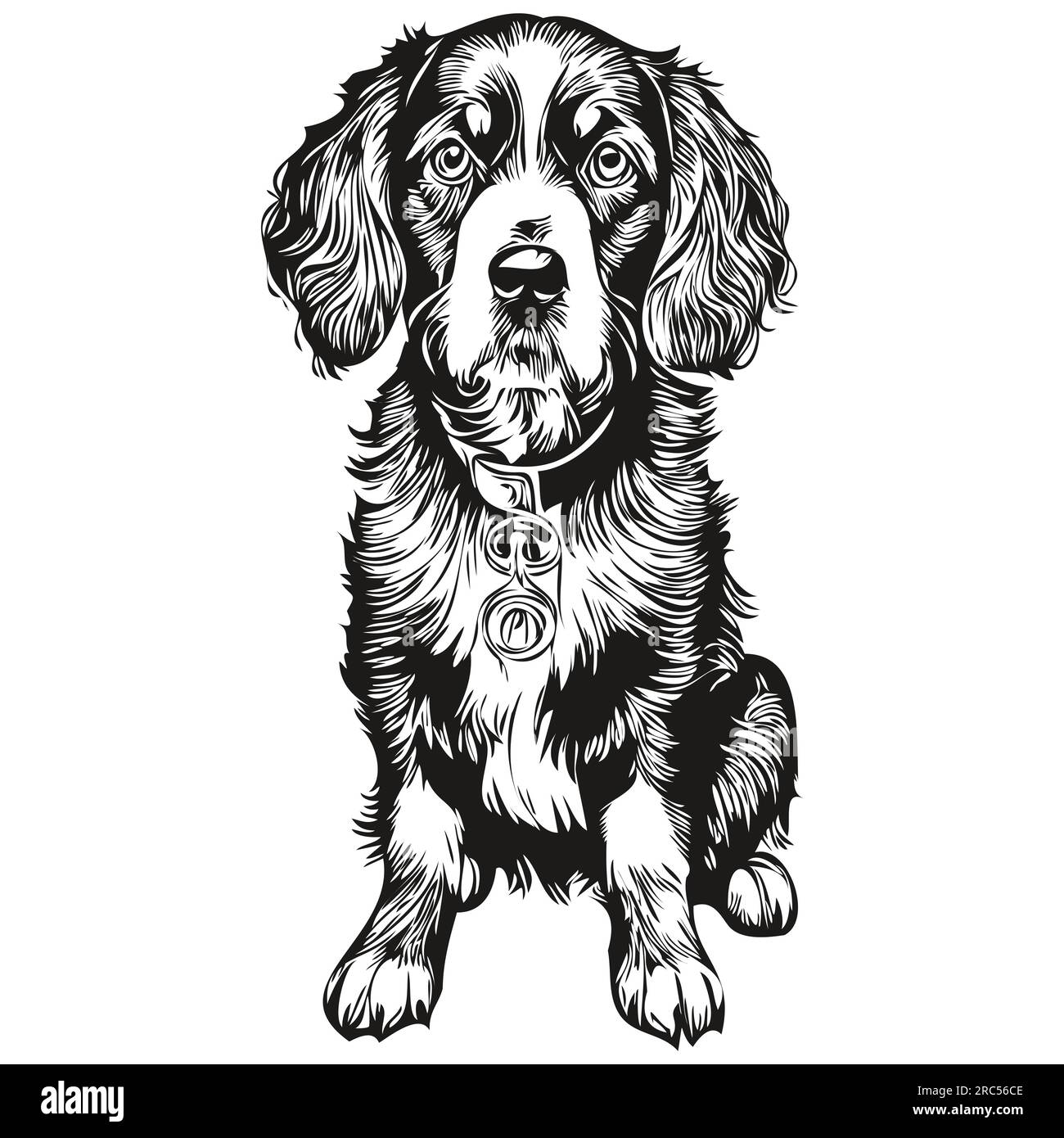 Spaniel Boykin dog vector graphics, hand drawn pencil animal line