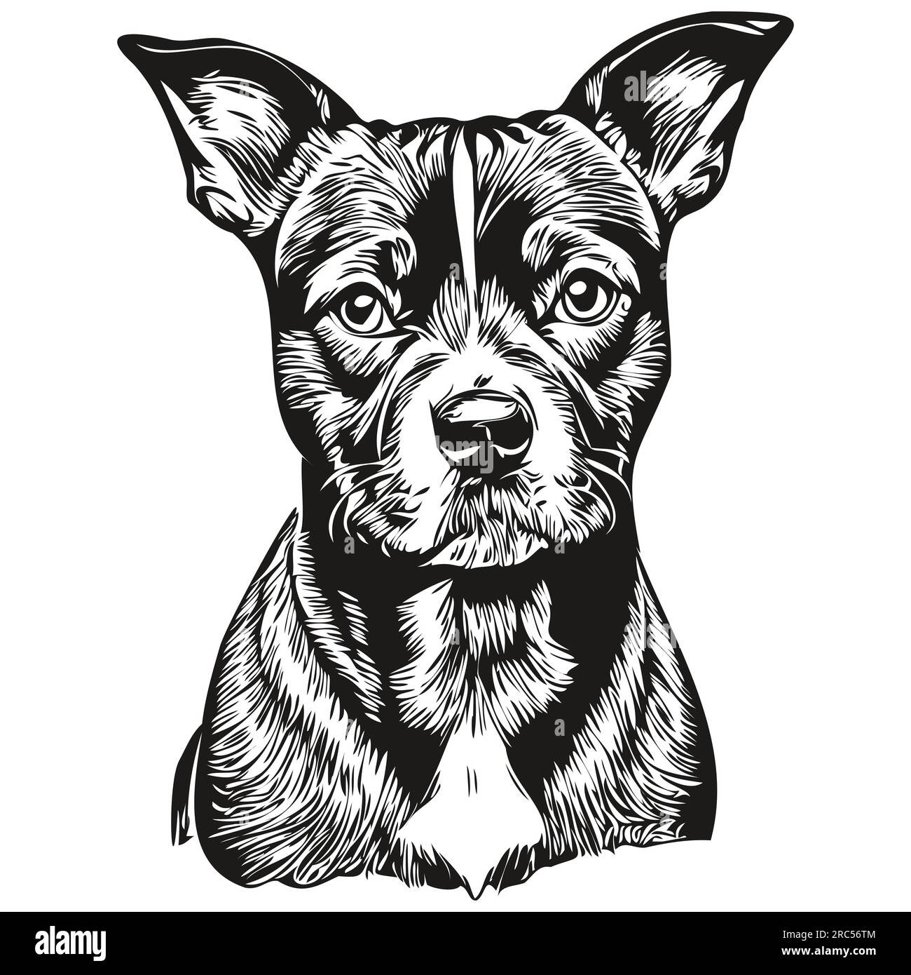 Staffordshire Bull Terrier dog face vector portrait, funny outline pet illustration white