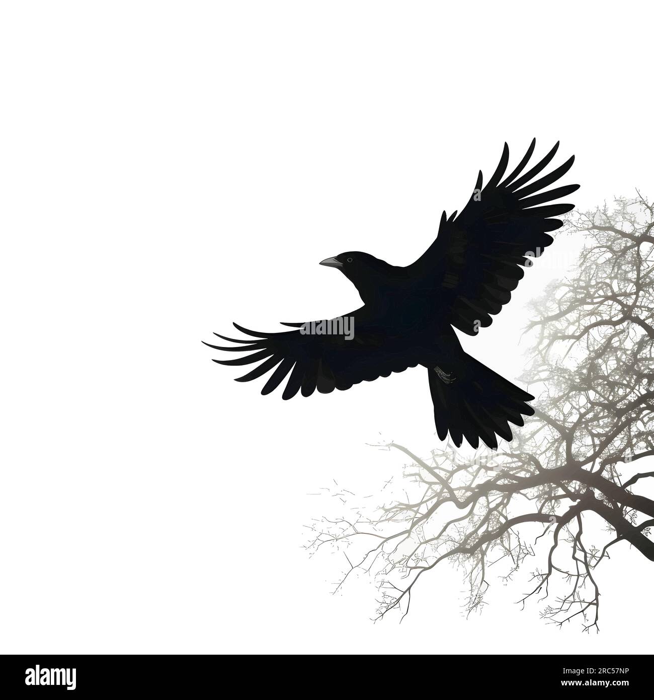 Vector illustration of a bird in flight in black silhouette against a