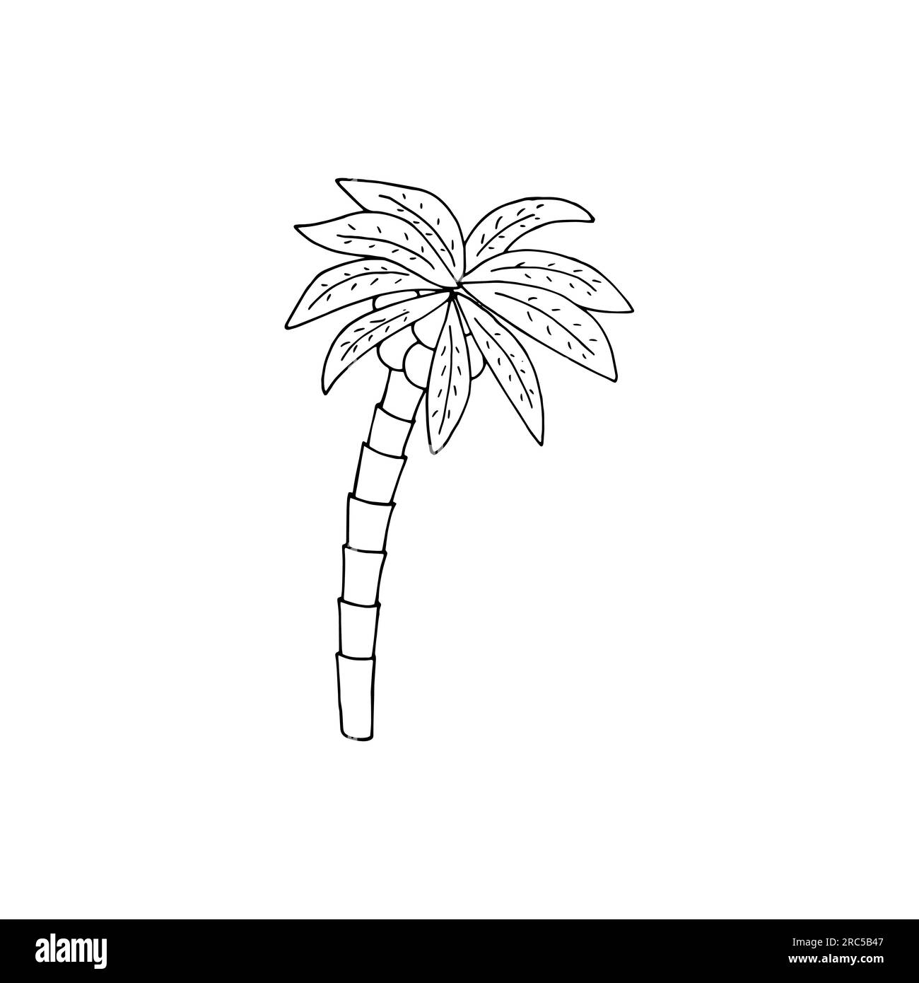 Hand-drawn palm tree with coconuts. Isolated vector illustration on white background Stock Vector