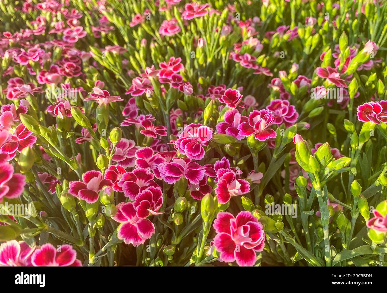 Selective focus of Dianthus caryophyllus Pink Kisses in the garden in sun rays. Lovely magenta Dianthus flowers background. Stock Photo