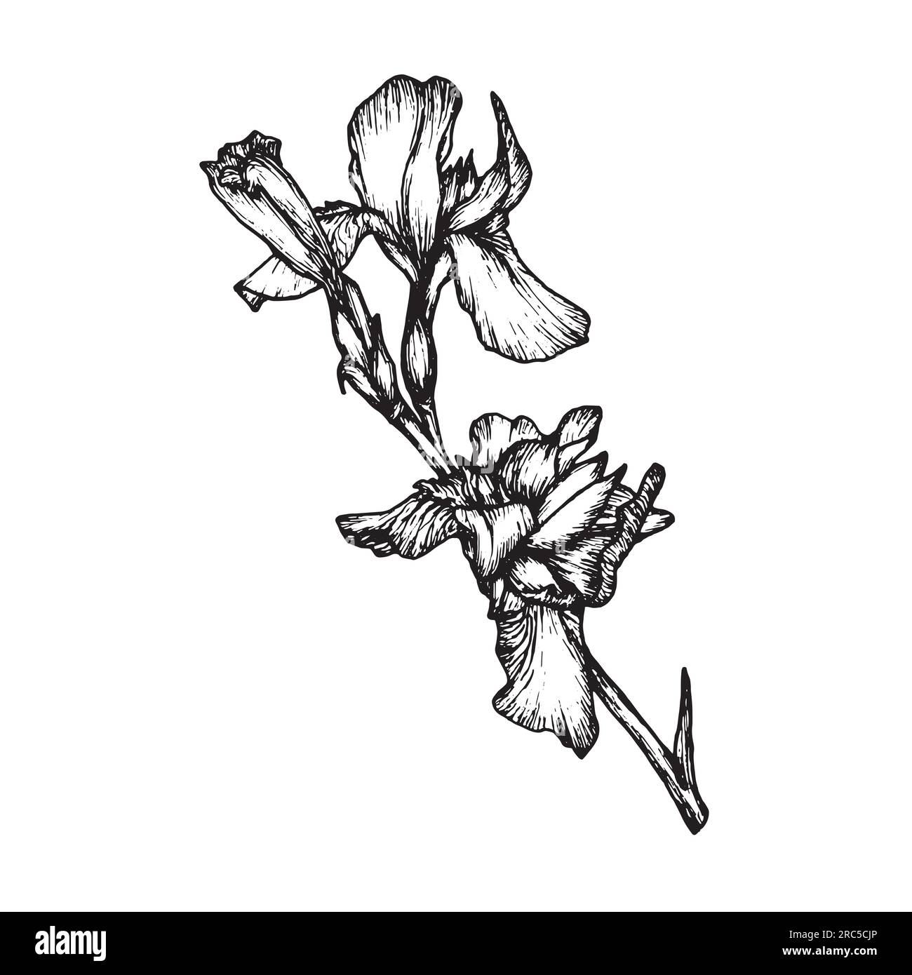 Botanical line flower Iris vector illustration. Hand drawn irises ...