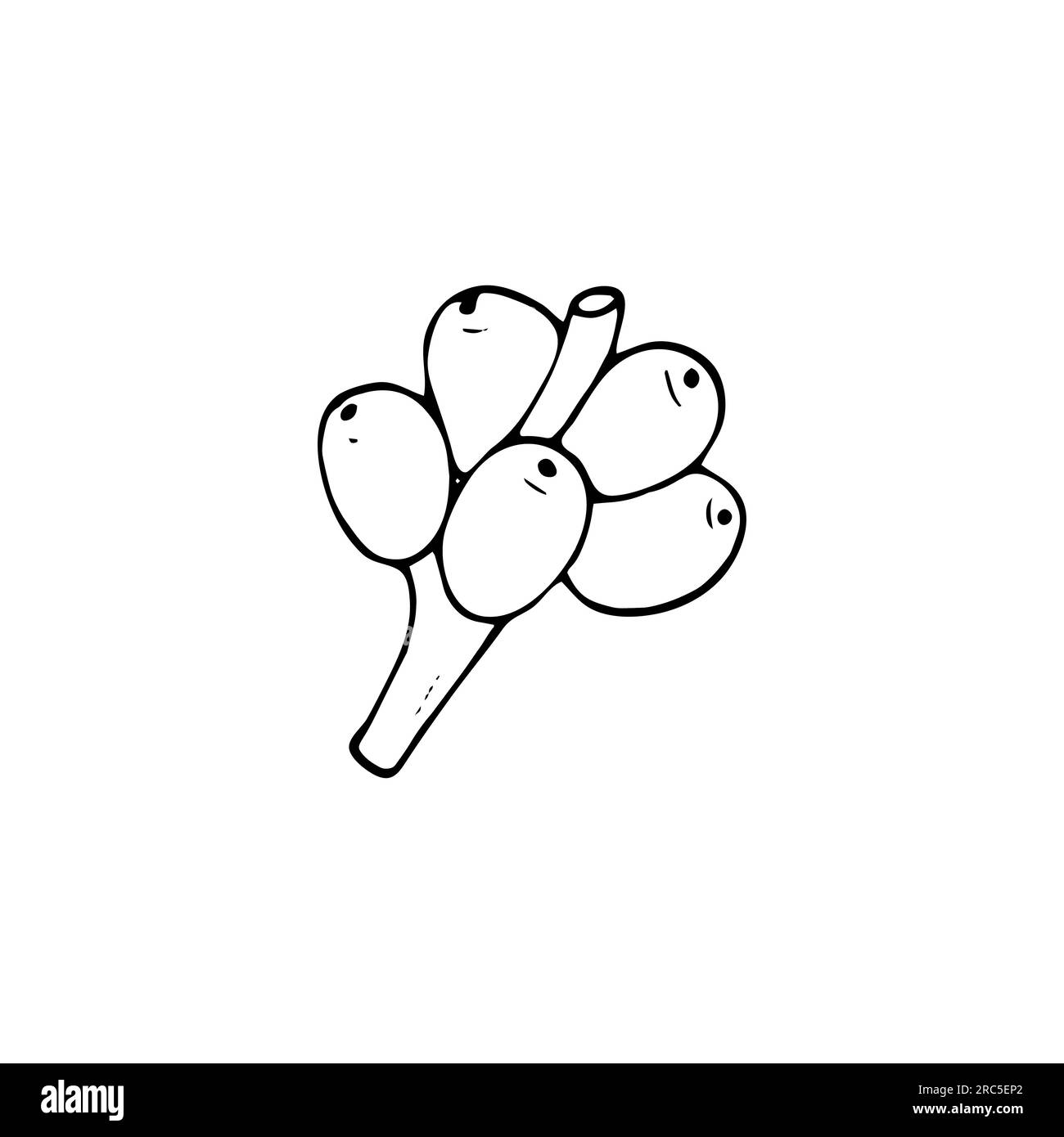 Coffee Branch with Berries. Hand-drawn vector illustration. Isolated on ...
