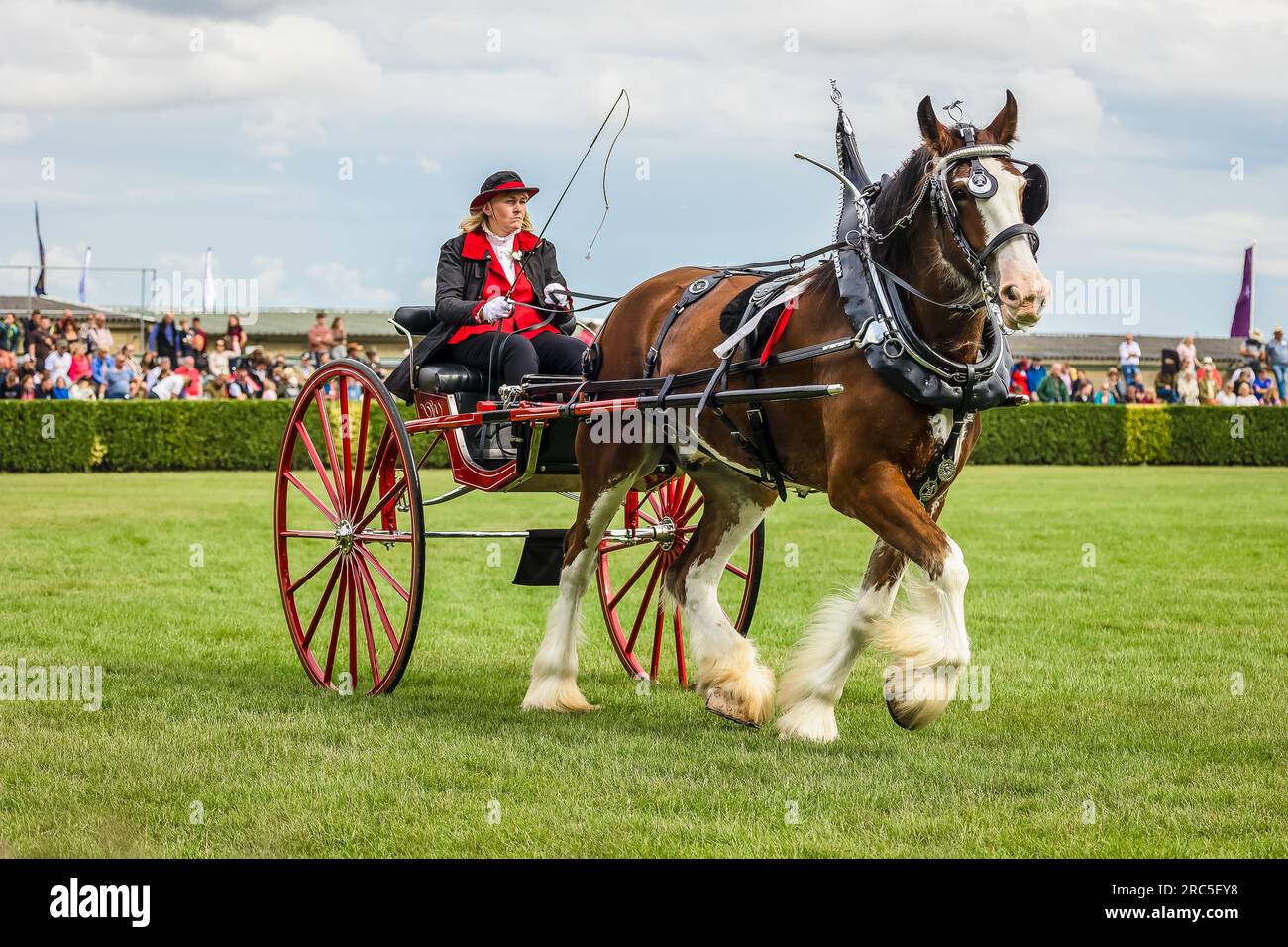 Harrogate, North Yorkshire,  UK.  Tuesday 11,  2023. Lady driving a red two wheeled ladies cart in the Heavy Horse singles class, Great Yorkshire Show Stock Photo