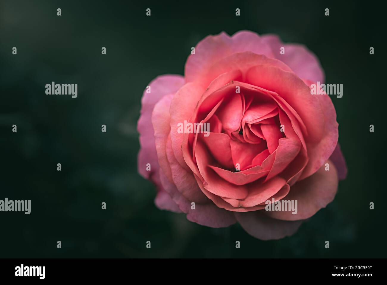 Delicate pink scented rose flower hi-res stock photography and images ...
