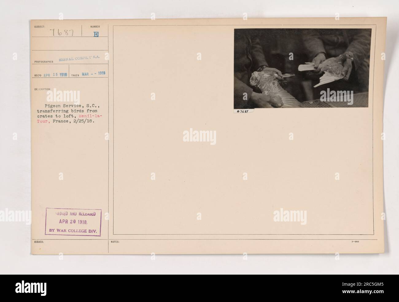 Pigeon handlers at MenillaTour, France, transferring birds from