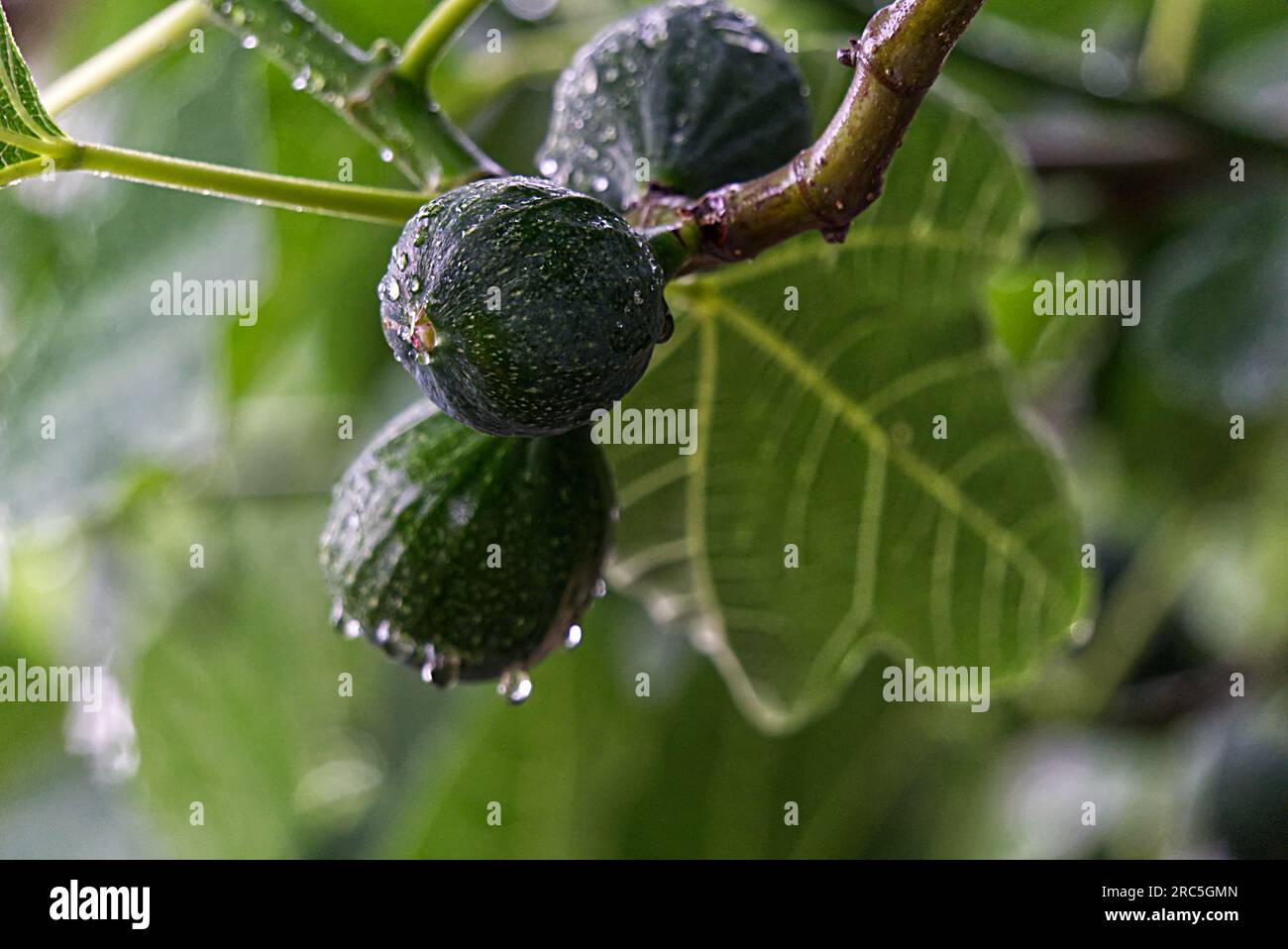Small green figs still growing Stock Photo Alamy