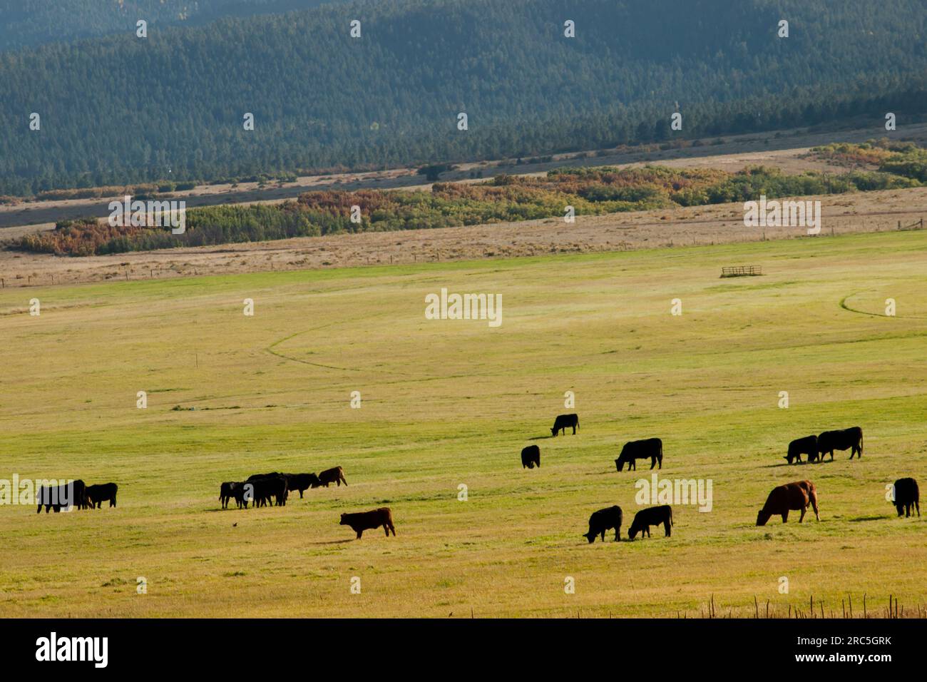 Cattle in a pasture Stock Photo - Alamy