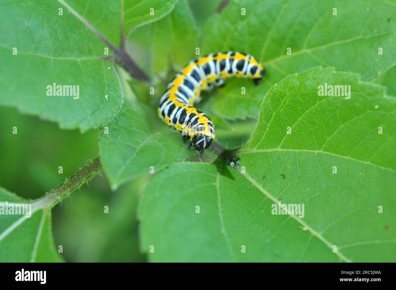 In the wild on the plant caterpillars butterfly Cucullia (Cucullia) pustulata Stock Photo