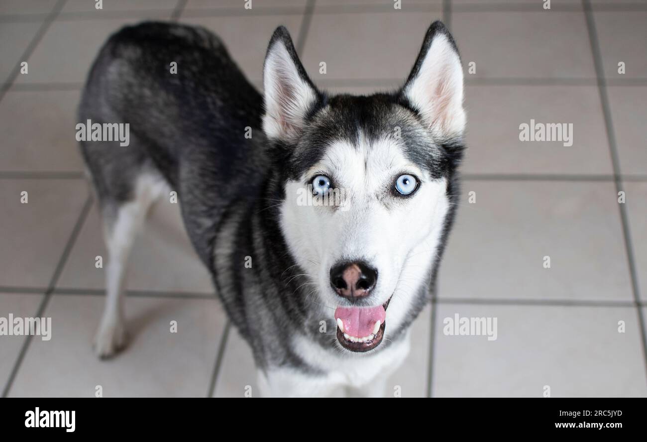 Portrait of Siberian husky with the blue eyes Stock Photo