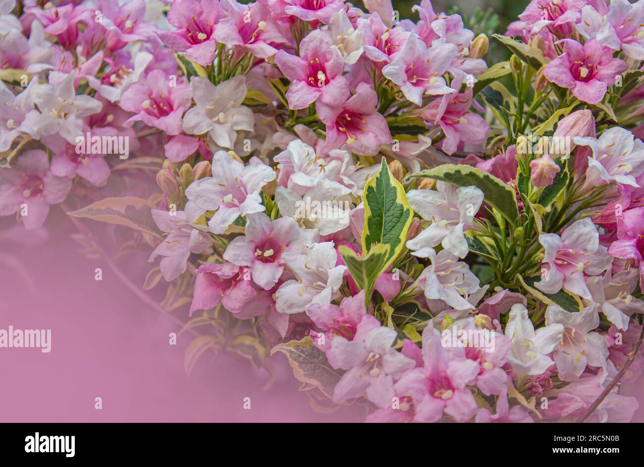 Bright Flowering bush of pink Weigela Selective focus with pink Copy space. Place for text. Selective focus. Stock Photo