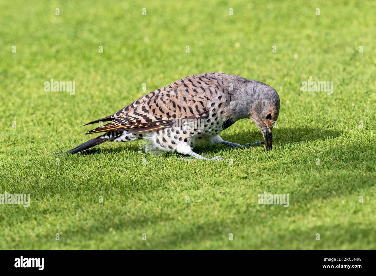 A female Northern Flicker (Red-shafted variety) digging in a lawn looking for food. Stock Photo