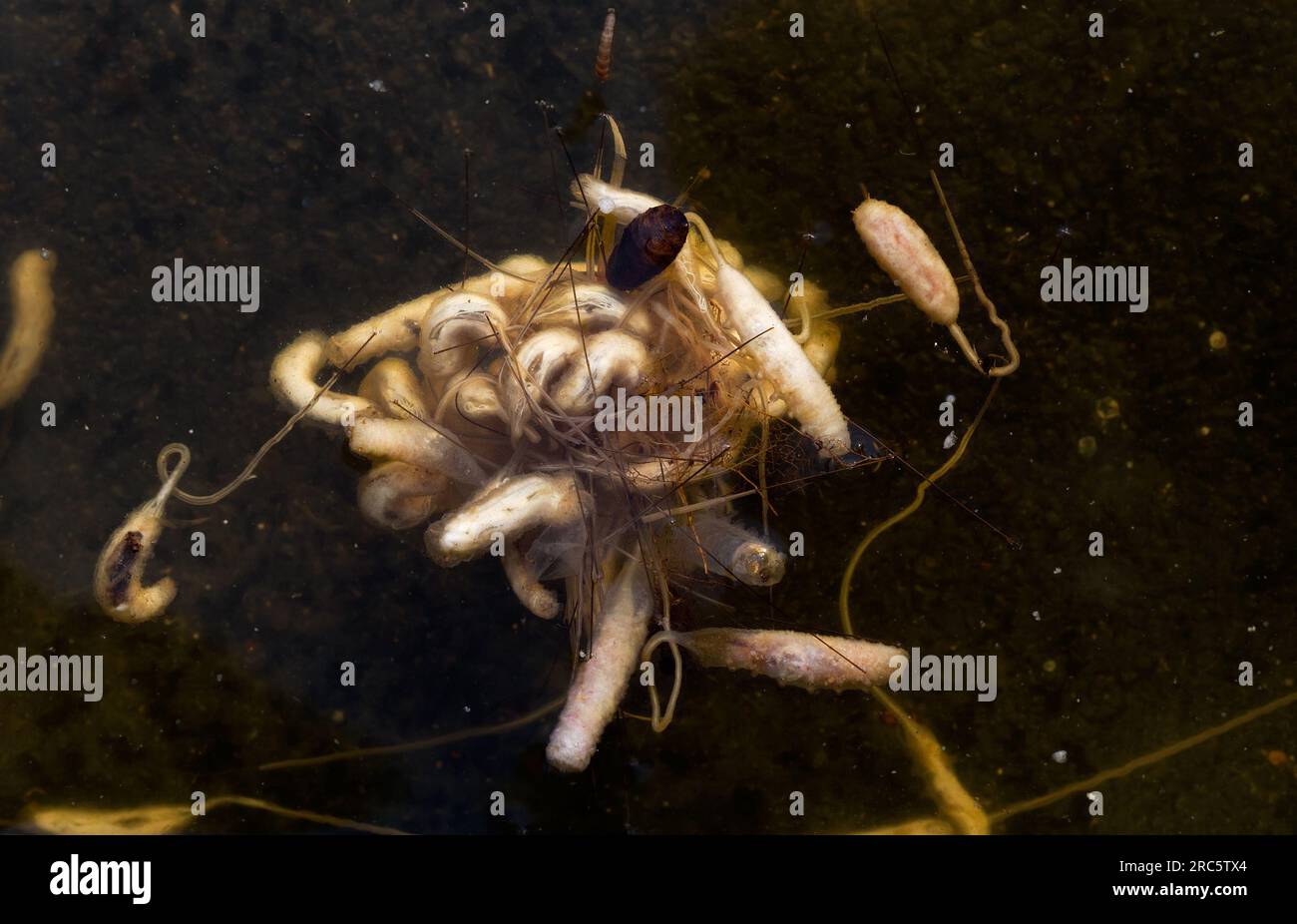 Clumb of larvae of the Rat-tailed maggot in dark, oxygen-poor water Stock Photo
