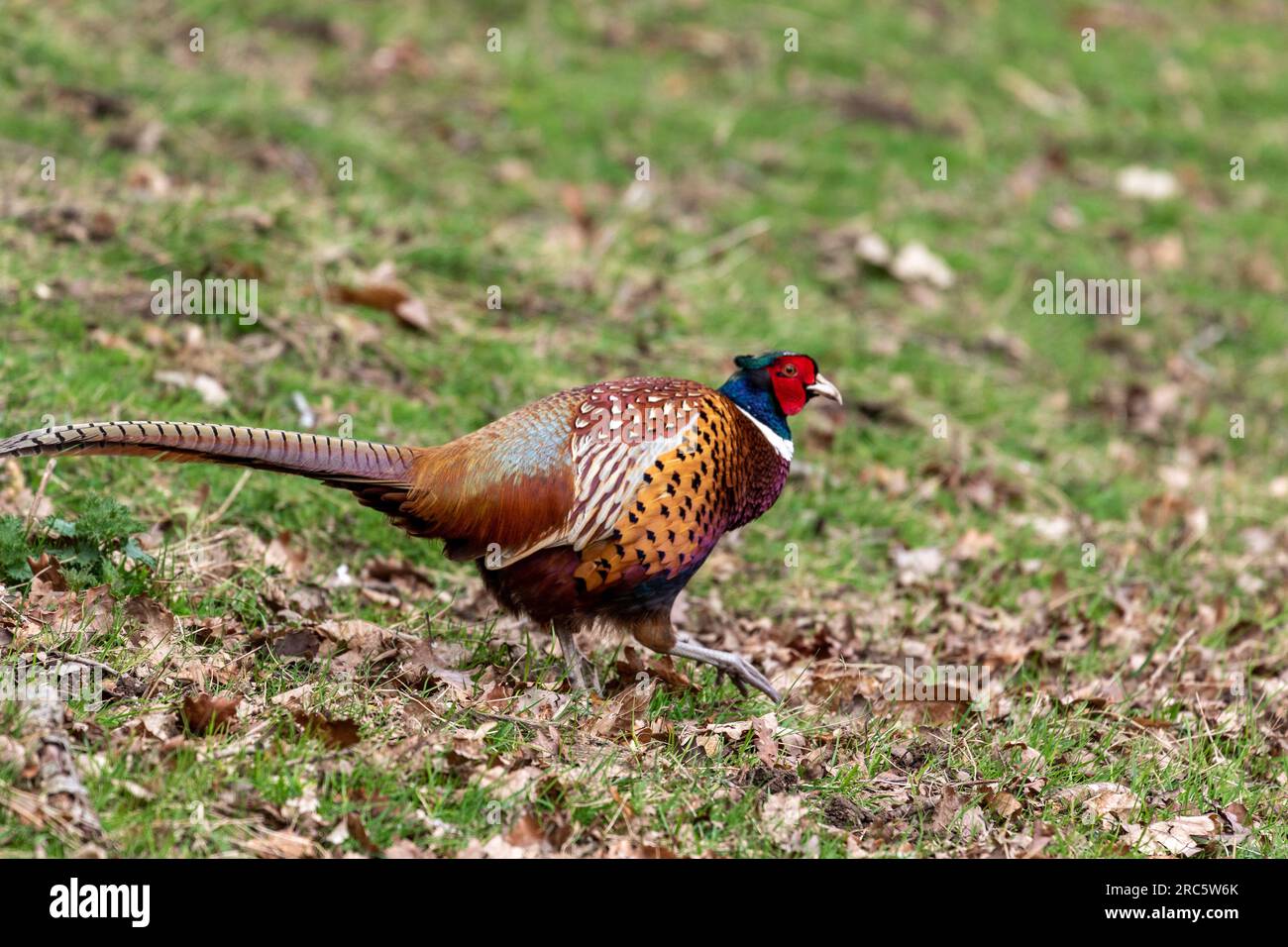 Flora and fauna diversity hi-res stock photography and images - Alamy
