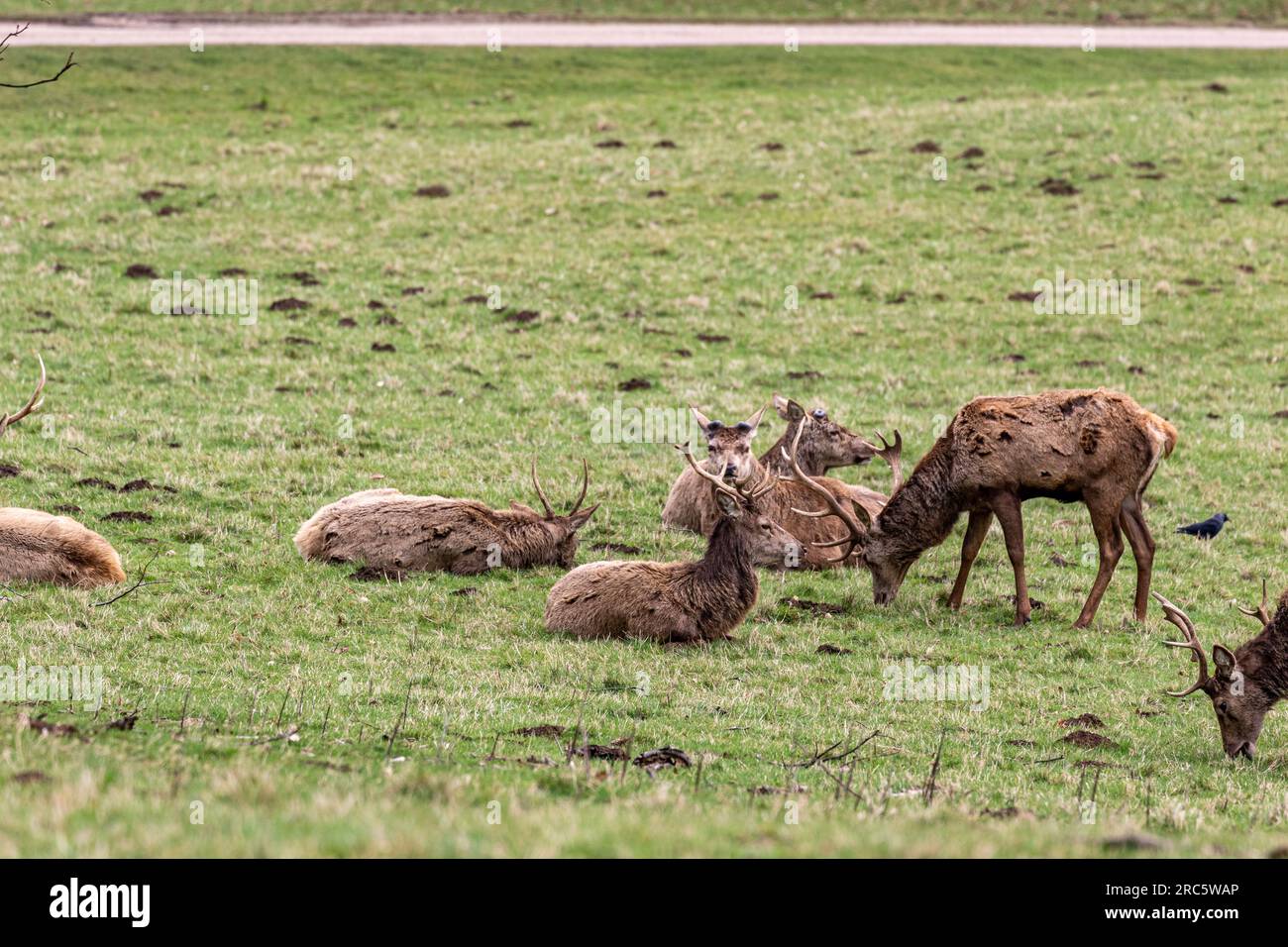 Amazing view footage taken of the birds and animals Stock Photo Alamy