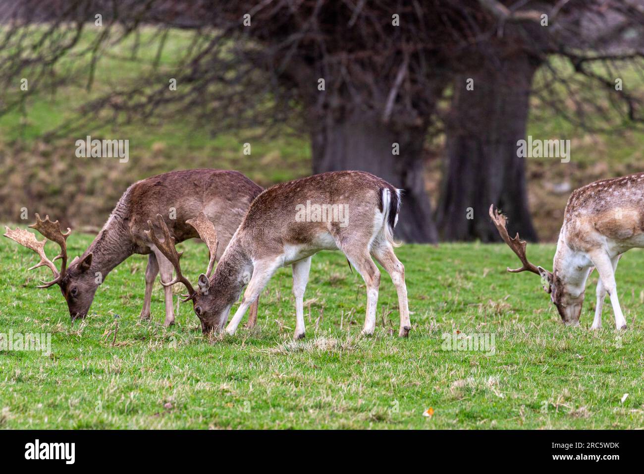 Amazing view footage taken of the birds and animals Stock Photo Alamy