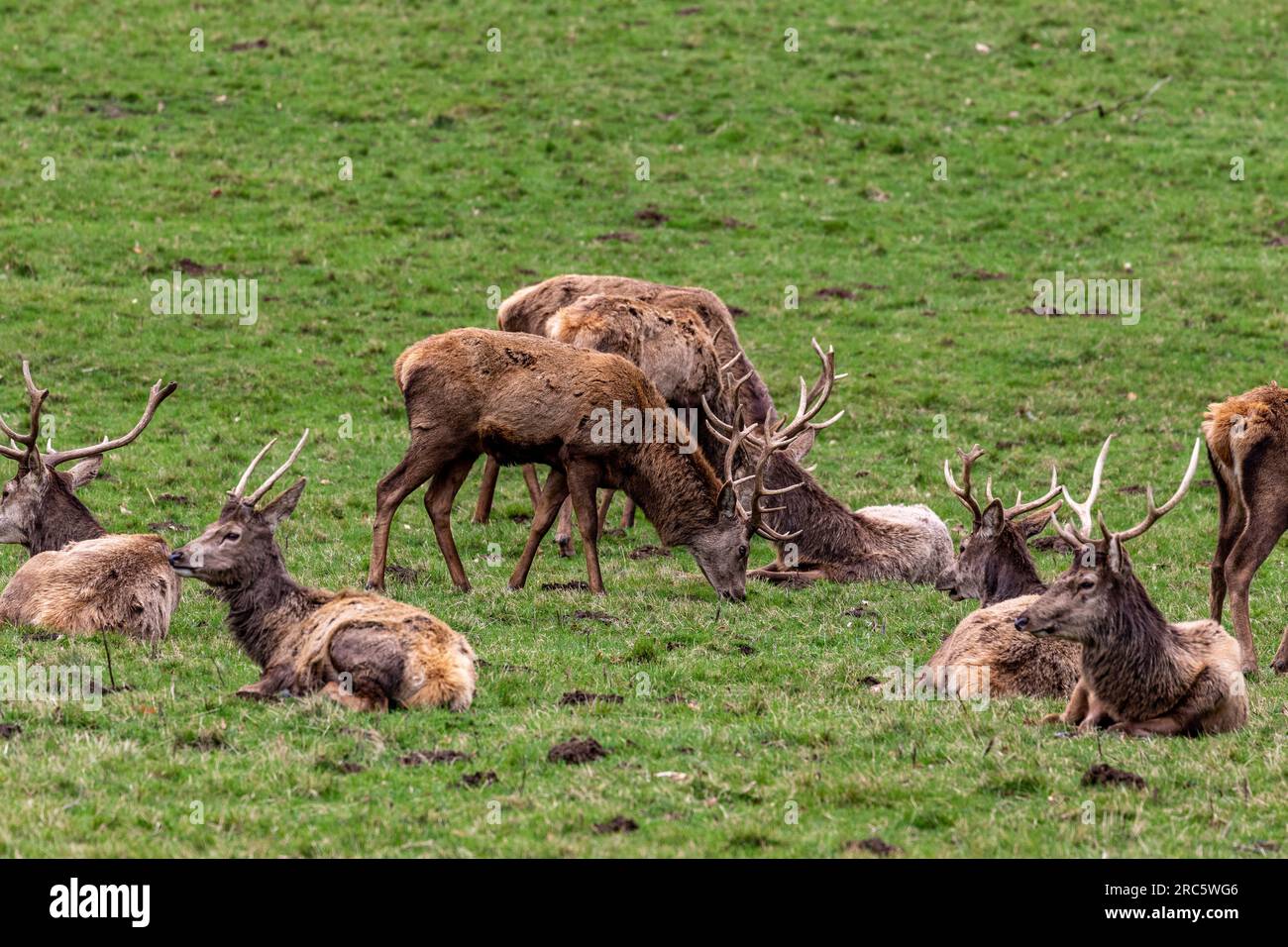 Amazing view footage taken of the birds and animals Stock Photo Alamy