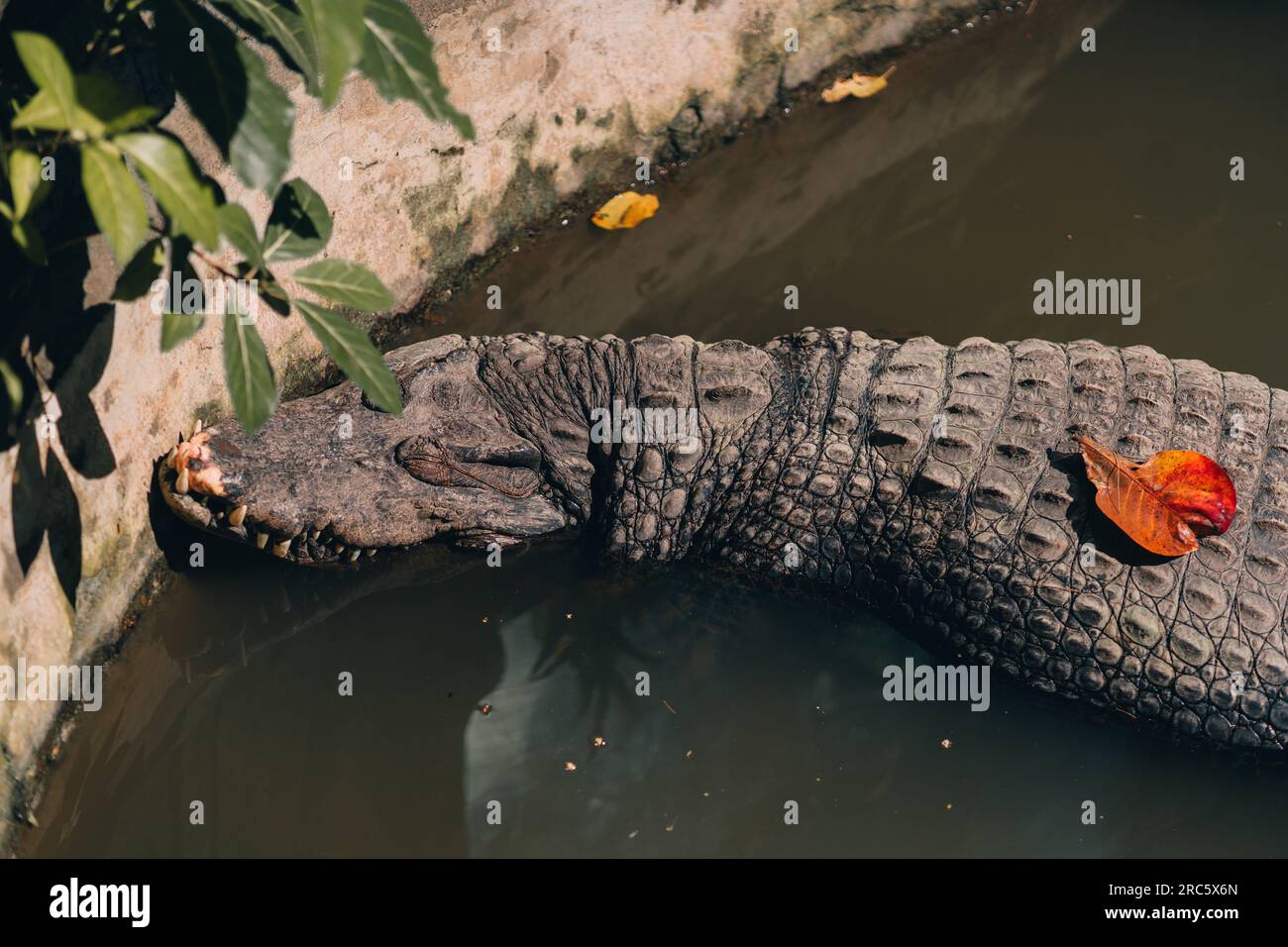 Close up shot of crocodile on the water surface. Alligator reptile in tropical safari park Stock Photo