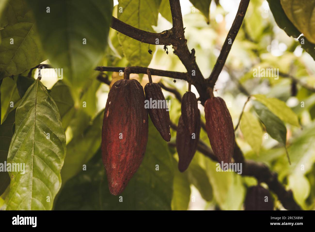 Close up shot of hanging cocoa ripe beans. Rainforest cacao tree and