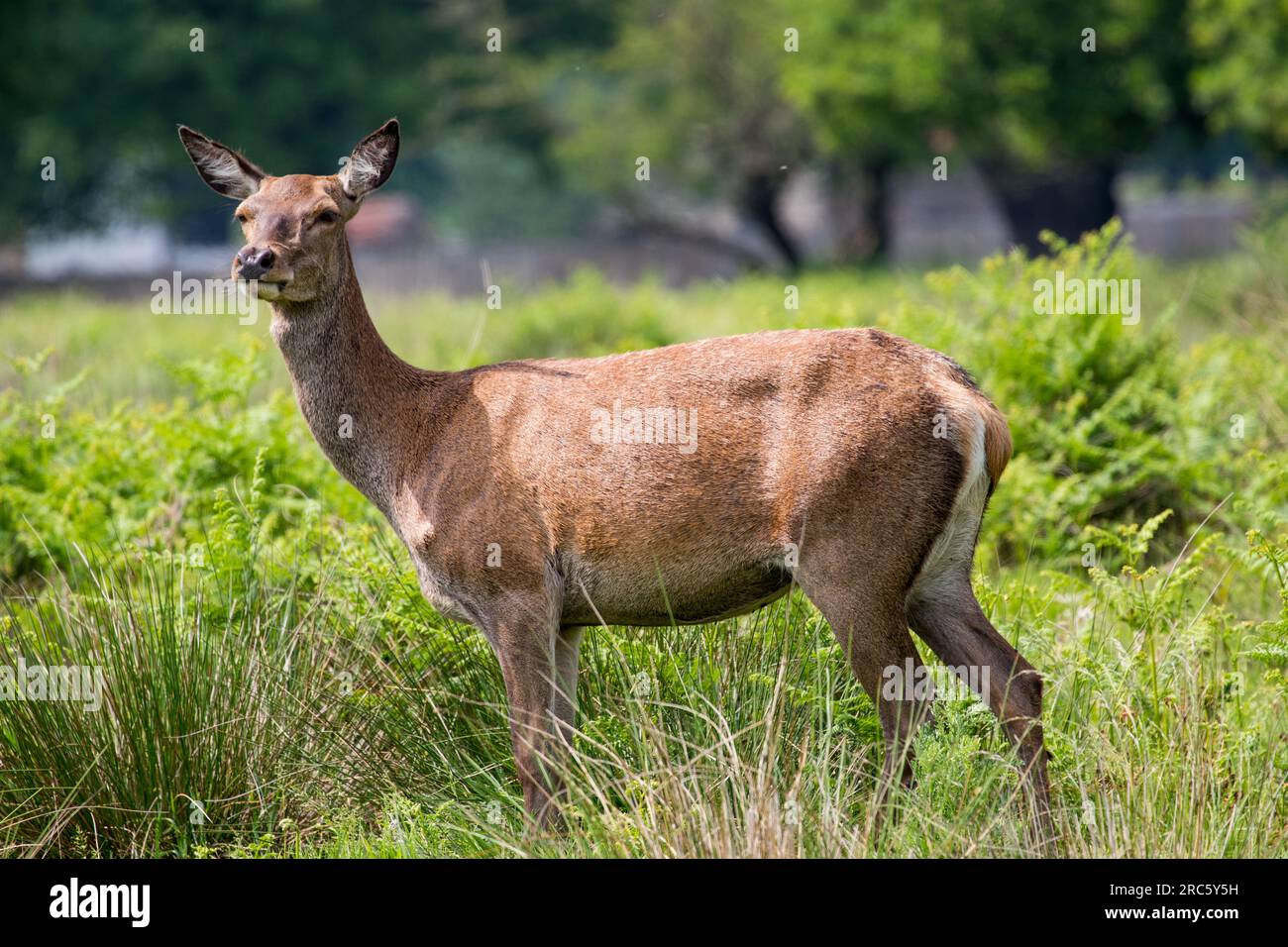 Beautiful photo taken of the animals and wildlife Stock Photo - Alamy