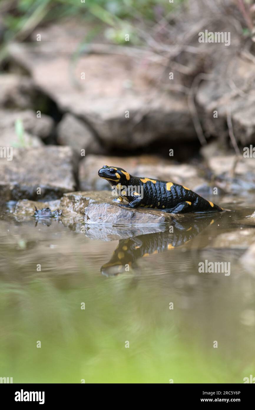 Fire salamander (Salamandra salamandra) on a rock in a shallow pond with a reflection on the water surface. Stock Photo